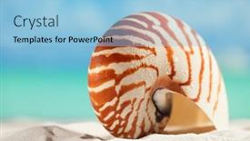  Presentation with white sand - Cool new presentation with flo - nautilus shell on white beach backdrop and a light blue colored foreground
