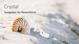  Presentation with florida beach - Beautiful slide deck featuring nautilus-shell-on-white-florida backdrop and a sky blue colored foreground