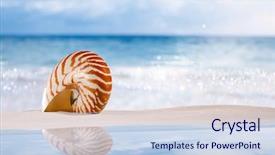  Presentation with shell - Cool new theme with nautilus shell on white sandy beach sand under the sun light shallow dof backdrop and a sky blue colored foreground