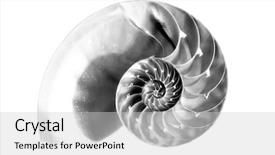  Presentation with shell - PPT theme enhanced with nautilus shell section against white background and a light gray colored foreground