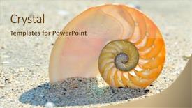  Presentation with shell - Beautiful presentation theme featuring nautilus shell section backdrop and a soft green colored foreground