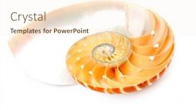  Presentation with shell - Presentation theme having nautilus-shell-section background and a cream colored foreground
