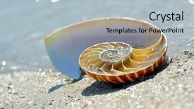  Presentation with shell - Presentation theme enhanced with closeup of organically cultivated red cabbage or brassica oleracea var capitata f rubra plants with dew droplets on a dutch field background and a ocean colored foreground