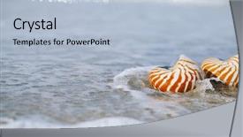  Presentation with sea shell - PPT theme enhanced with nautilus shell with sea wave background and a  colored foreground