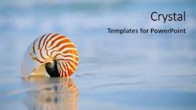  Presentation with sea shell - Audience pleasing PPT layouts consisting of nautilus shell with sea wave backdrop and a light blue colored foreground