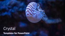 Presentation with swimming - Slide set featuring nautilus-swimming-in-an-aquarium background and a navy blue colored foreground