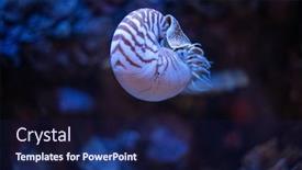  Presentation with swimming - Cool new slide deck with nautilus-swimming-in-an-aquarium backdrop and a navy blue colored foreground