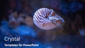 Presentation with swimming - PPT theme enhanced with nautilus-swimming-in-an-aquarium background and a ocean colored foreground