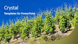  Presentation with architecture sheikh zayed grand mosque - PPT theme enhanced with ne world - grand cru vineyard cote rotie background and a  colored foreground