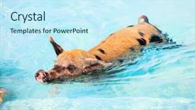  Presentation with pig - Presentation design featuring near island of exuma bahamas background and a cool aqua colored foreground