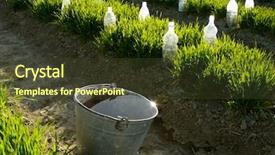  Presentation with mulch - Cool new PPT theme with near vegetable beds with plastic backdrop and a tawny brown colored foreground