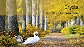  Presentation with autumn - Audience pleasing slides consisting of neck trunk - swan in an alley backdrop and a  colored foreground