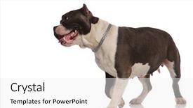  Presentation with bully - Audience pleasing presentation consisting of necklace stepping on white background backdrop and a white colored foreground