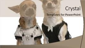  Presentation with medical evaluation of 5 years old boy - Beautiful presentation featuring necklaces theme - chihuahua 2 years old backdrop and a coral colored foreground