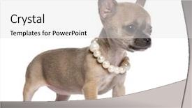 Presentation with puppy - Amazing slides having necklaces theme - chihuahua puppy 4 months old backdrop and a light gray colored foreground
