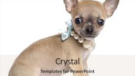  Presentation with pearl - Slides having necklaces theme - chihuahua puppy 4 months old background and a soft green colored foreground