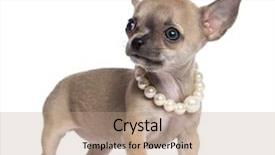  Presentation with black and white old phone - Cool new presentation theme with necklaces theme - chihuahua puppy 4 months old backdrop and a coral colored foreground