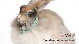  Presentation with pearls - PPT layouts having necklaces theme - english angora rabbit wearing pearls background and a lemonade colored foreground
