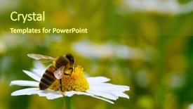  Presentation with bee - Colorful PPT theme enhanced with nectar - bee on the chamomile flower backdrop and a tawny brown colored foreground