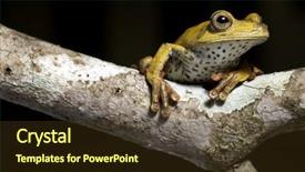  Presentation with animal conservation - Theme enhanced with threatened species in need background and a tawny brown colored foreground