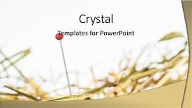  Presentation with managemen - Beautiful presentation featuring needle in a haystack saying backdrop and a white colored foreground