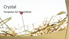  Presentation with managemen - Colorful PPT theme enhanced with needle in a haystack saying backdrop and a pink colored foreground