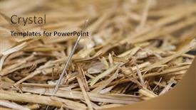  Presentation with needle - Beautiful theme featuring needle-is-lost-in-haystack backdrop and a coral colored foreground
