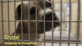  Presentation with animal shelter - Audience pleasing theme consisting of runaway - dog in an animal shelter backdrop and a tawny brown colored foreground