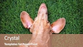  Presentation with dachshund - PPT theme consisting of abred - happy dachshund lying on his background and a coral colored foreground