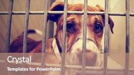  Presentation with dog shelter - Theme enhanced with runaway - stray dog at the pound background and a coral colored foreground