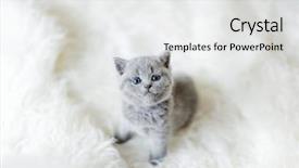  Presentation with hello kitty cute little kitten - Audience pleasing PPT theme consisting of vulnerable - tiny fluffy kitten sitting alone backdrop and a white colored foreground