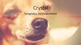  Presentation with filter - Beautiful slide deck featuring abred - very shallow dof on nose backdrop and a  colored foreground