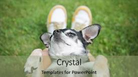  Presentation with sleeping - PPT theme enhanced with needy persons - cute chihuahua sleeping background and a  colored foreground