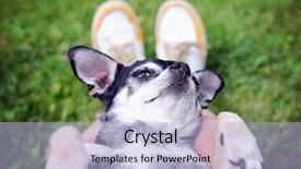  Presentation with homeless person sleep on sidewalk - PPT theme enhanced with needy persons - cute chihuahua sleeping background and a  colored foreground