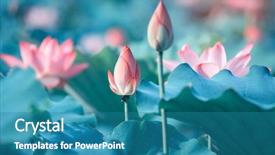  Presentation with lotus flower - PPT layouts having nelumbo - lotus flower plants in garden background and a  colored foreground