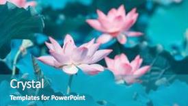 Presentation with lotus flower - Presentation theme enhanced with nelumbo - lotus flower plants in garden background and a  colored foreground