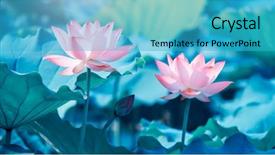  Presentation with lotus flower - Cool new presentation theme with nelumbo - lotus flower plants in garden backdrop and a teal colored foreground
