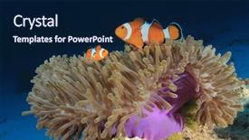  Presentation with clownfish nemo fish - Presentation design featuring nemo - anemone and anemonefish clownfish fish background and a navy blue colored foreground