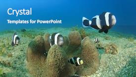  Presentation with underwater - Beautiful PPT theme featuring nemo - anemonefish family and anemone underwater backdrop and a teal colored foreground