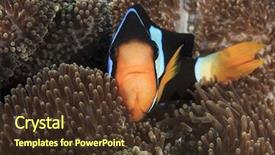  Presentation with clownfish nemo fish - PPT theme consisting of nemo - clarke's anemonefish clownfish fish background and a tawny brown colored foreground