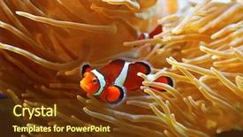  Presentation with clown - Slide deck enhanced with nemo - clown fish in the sea background and a tawny brown colored foreground