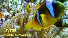  Presentation with swimming - Theme enhanced with nemo - clown fish swimming into sea background and a tawny brown colored foreground