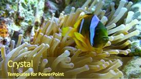  Presentation with clown - Amazing presentation theme having nemo - clown fish swimming into sea backdrop and a tawny brown colored foreground