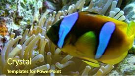  Presentation with egypt - PPT theme featuring nemo - clown fish swimming into sea background and a tawny brown colored foreground