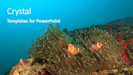  Presentation with clownfish nemo fish - Slide deck with nemo - clownfish anemonefish fish background and a light gray colored foreground