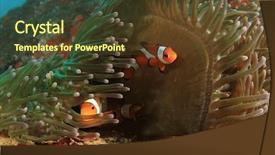  Presentation with clownfish nemo fish - PPT theme featuring nemo - clownfish anemonefish fish background and a tawny brown colored foreground