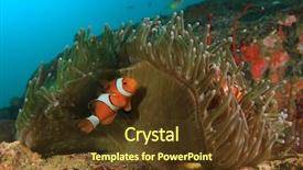  Presentation with clownfish nemo fish - Beautiful slide deck featuring nemo - clownfish anemonefish fish backdrop and a tawny brown colored foreground