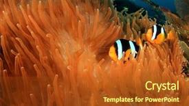  Presentation with clownfish nemo fish - Cool new PPT theme with nemo - clownfish anemonefish fish backdrop and a crimson colored foreground