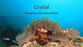  Presentation with clownfish nemo fish - PPT layouts consisting of nemo - clownfish anemonefish fish background and a light gray colored foreground