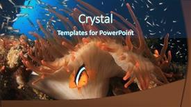  Presentation with clownfish nemo fish - Cool new slide deck with nemo - clownfish anemonefish fish backdrop and a ocean colored foreground
